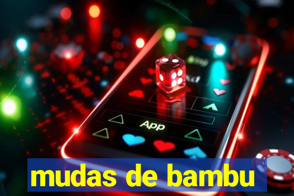 mudas de bambu